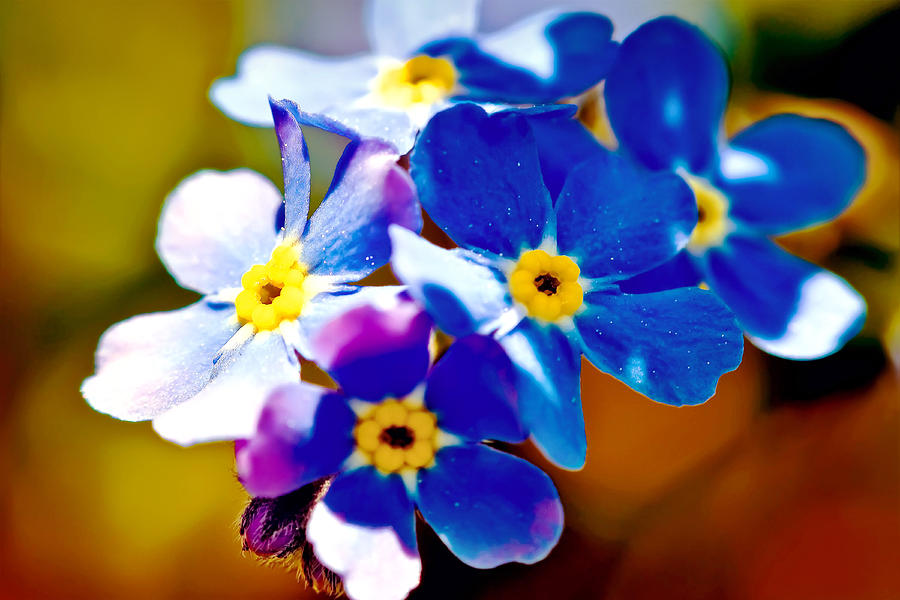 Flower Photograph - Forget-Me-Not by Tomasz Dziubinski