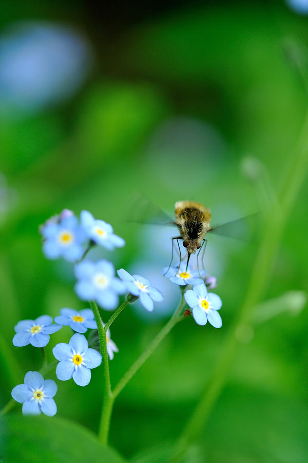 Forget-me-not With Bee Photograph by Myu-myu