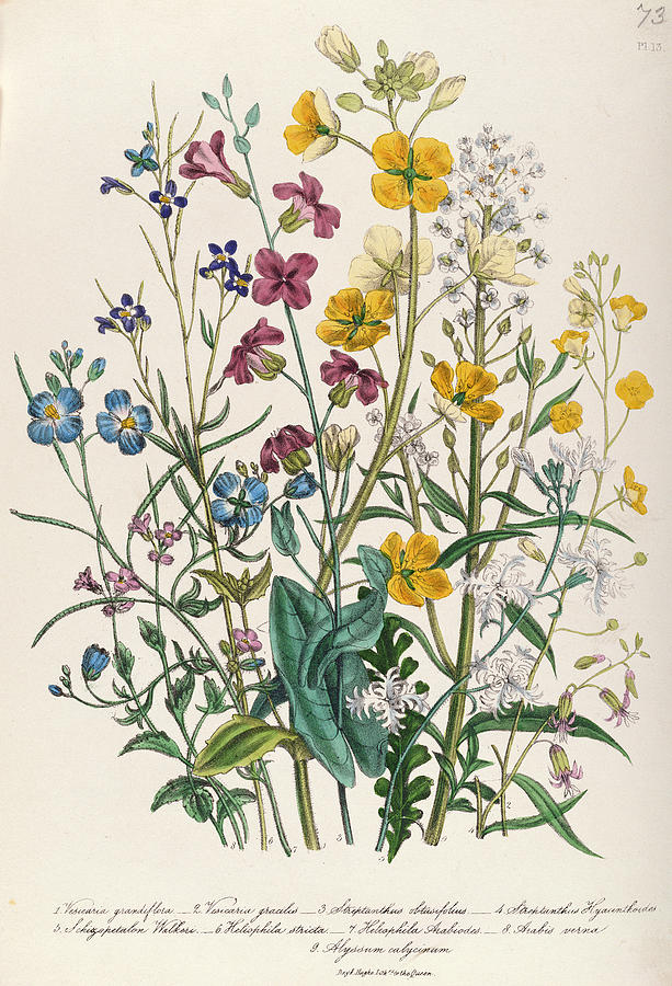 Forget Me Not Photograph - Forget-me-nots And Buttercups, Plate 13 From The Ladies Flower Garden, Published 1842 Colour Litho by Jane Loudon