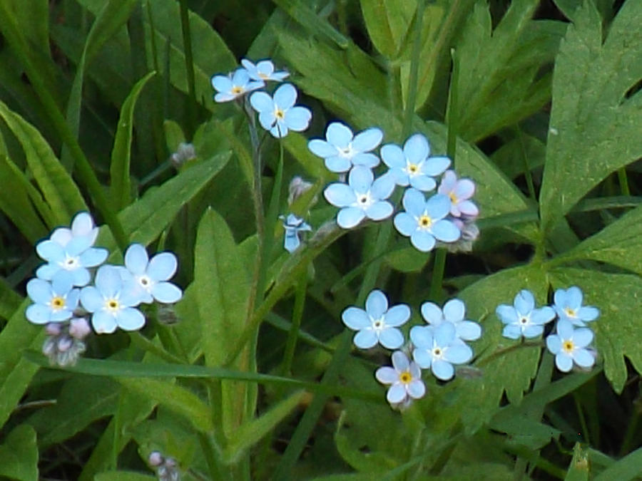 Forget Me Nots Photograph by Brenda Brown