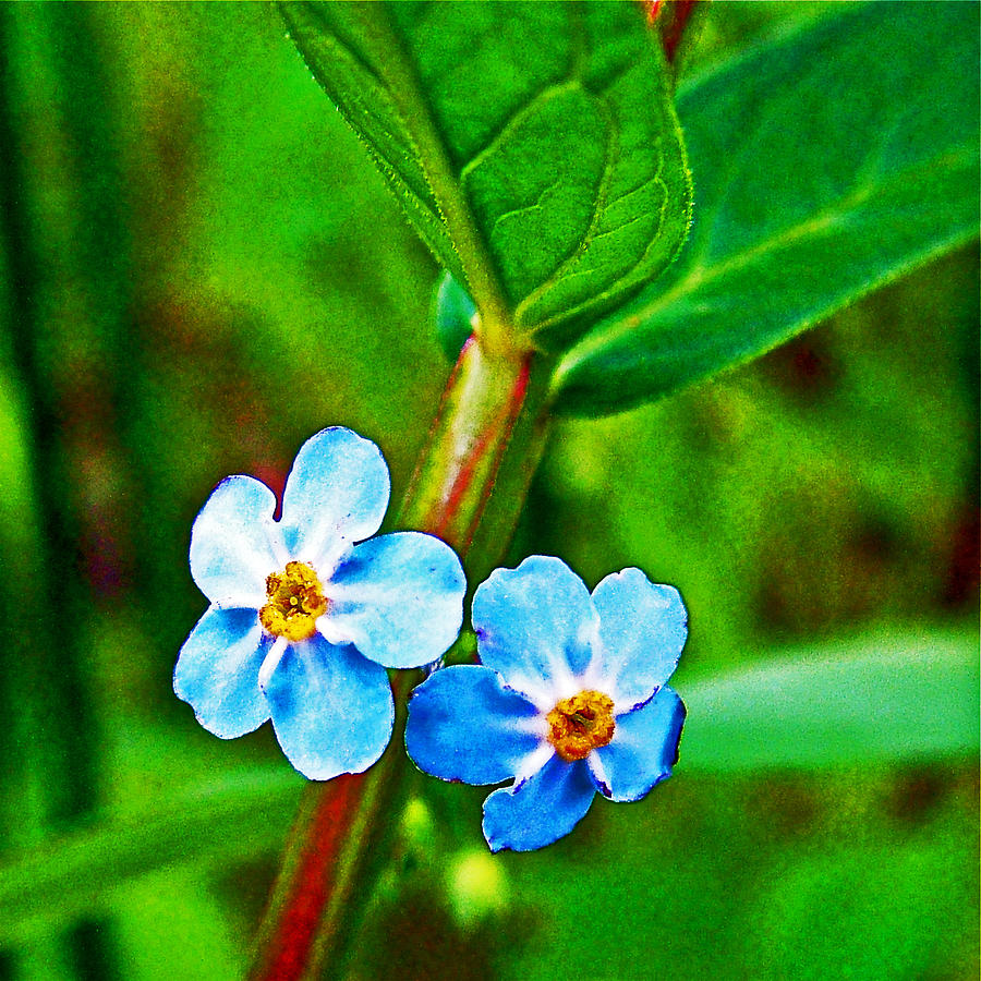Forget-me-nots near Loon Lake in Sleeping Bear Dunes National Lakeshore-Michigan Photograph by Ruth Hager