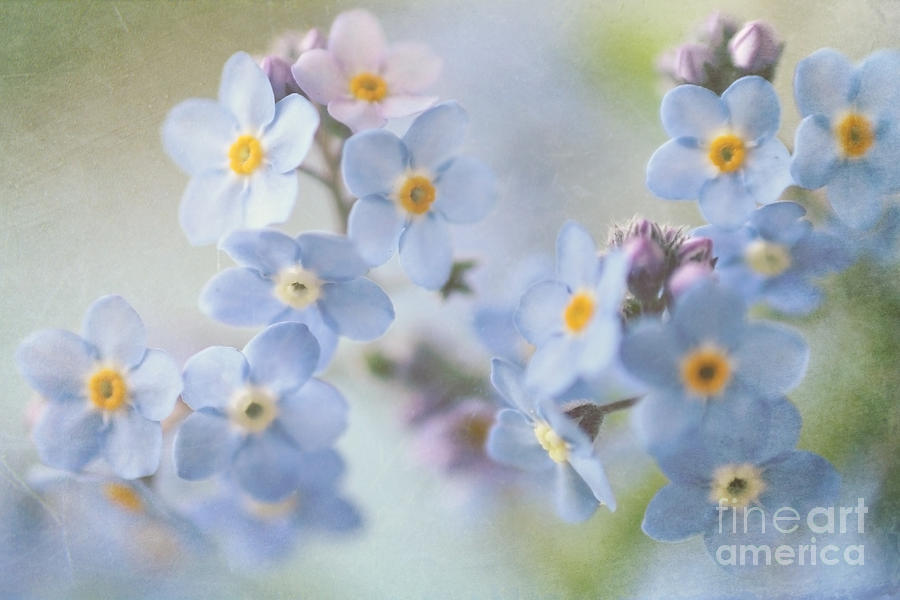 Forget Me Nots Photograph by Sylvia Cook