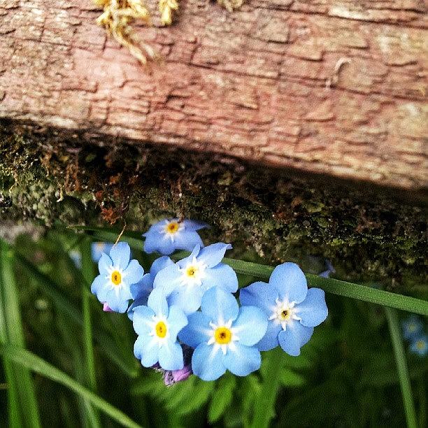 Nature Photograph - Forgetmenot by Claire Shaw