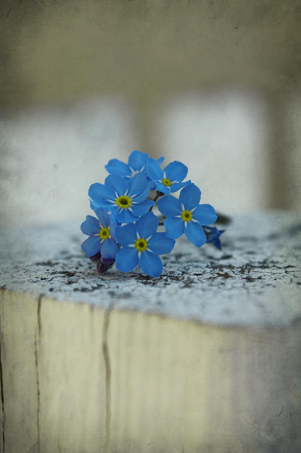 Flowers Still Life Photograph - Forgot Me Not by Larysa  Luciw