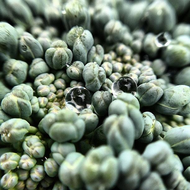 Broccoli Photograph - #forgot To Post This! #macro #olloclip by Charles H