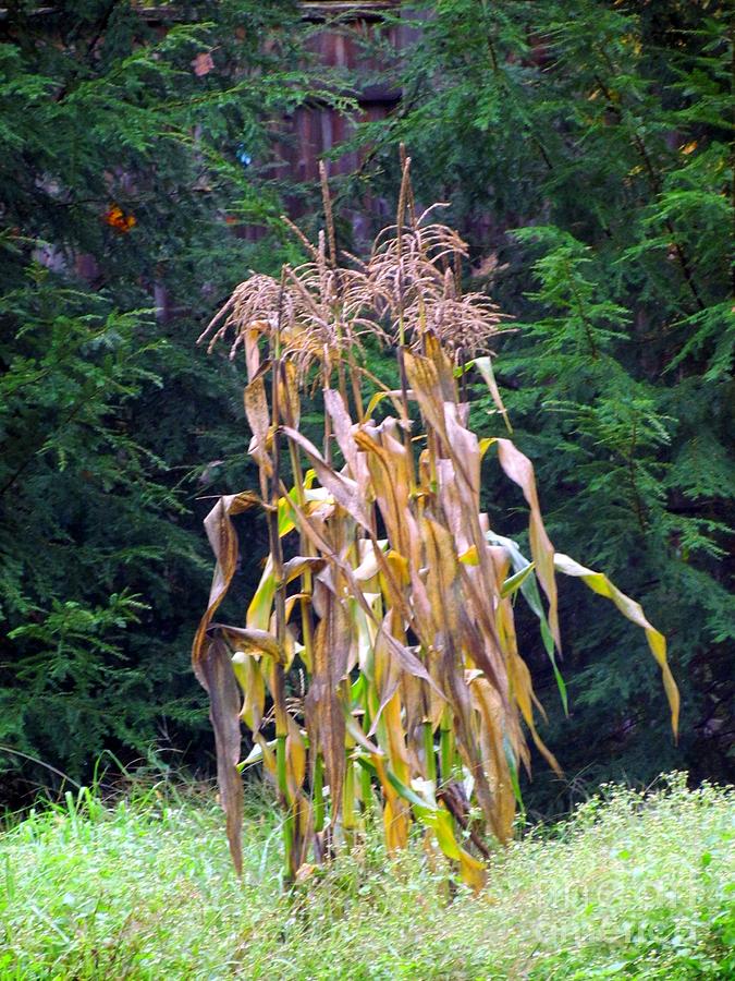 Corn Stalks Photograph by Elizabeth Dow