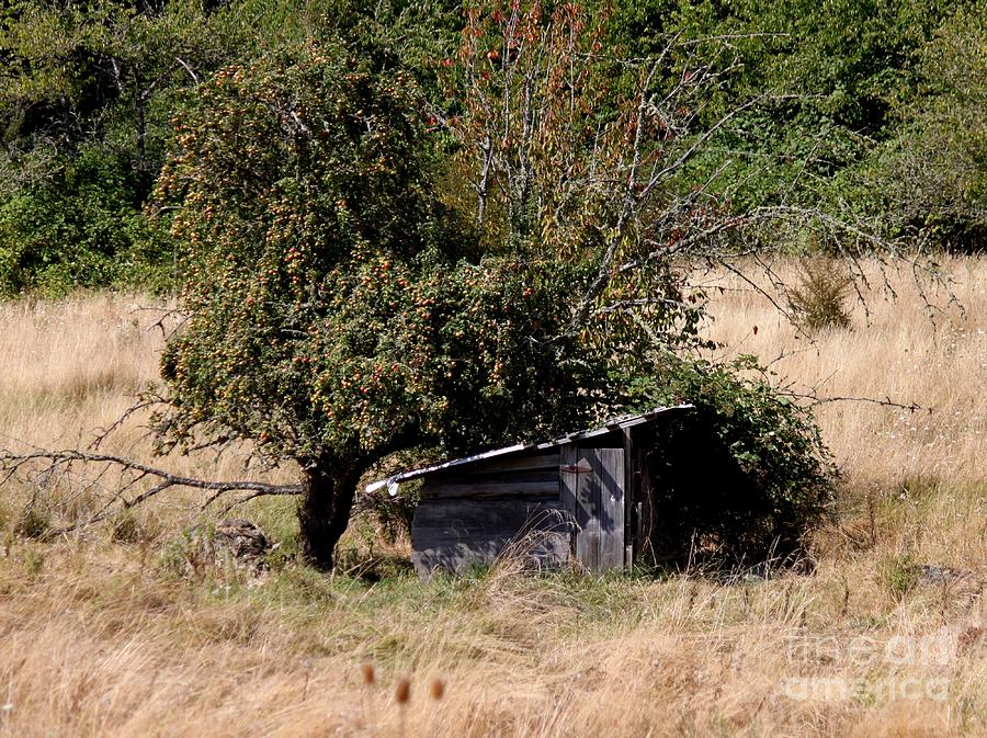 Forgotten Orchard Photograph By Erica Hanel   Fine Art America