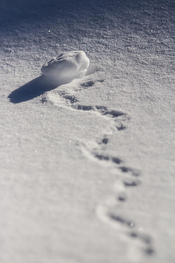 Forgotten Snowball Photograph by Justin Albrecht