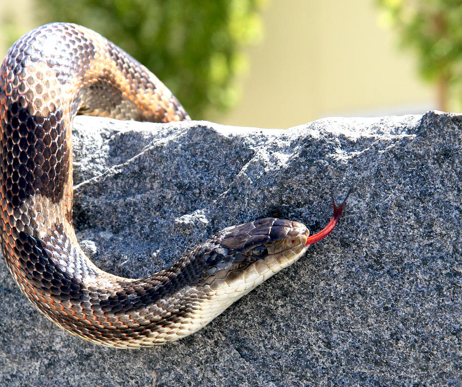 Snake Photograph - Forked Tongue by Her Arts Desire