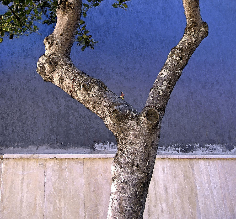 Forked Tree on Blue Gray Background Photograph by Claudio Bacinello