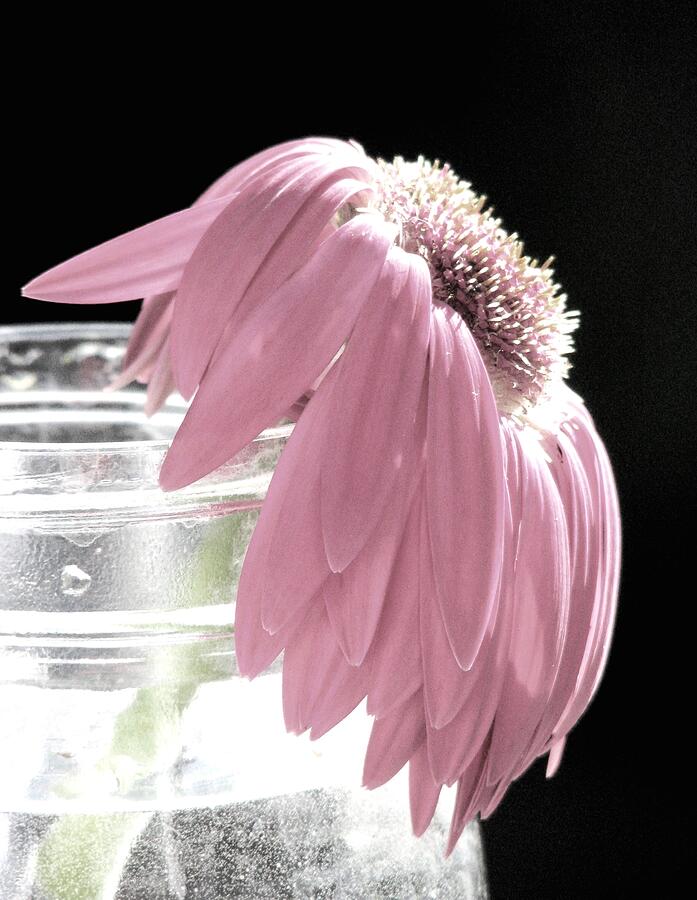 Jar Photograph - Forlorn by Angela Davies