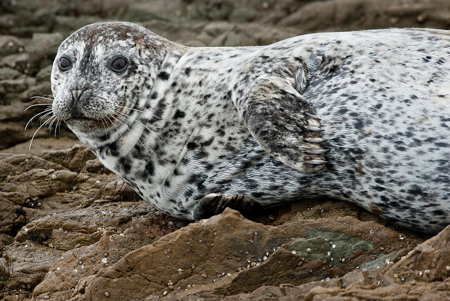 Forlorn Seal Photograph by Greg Nyquist