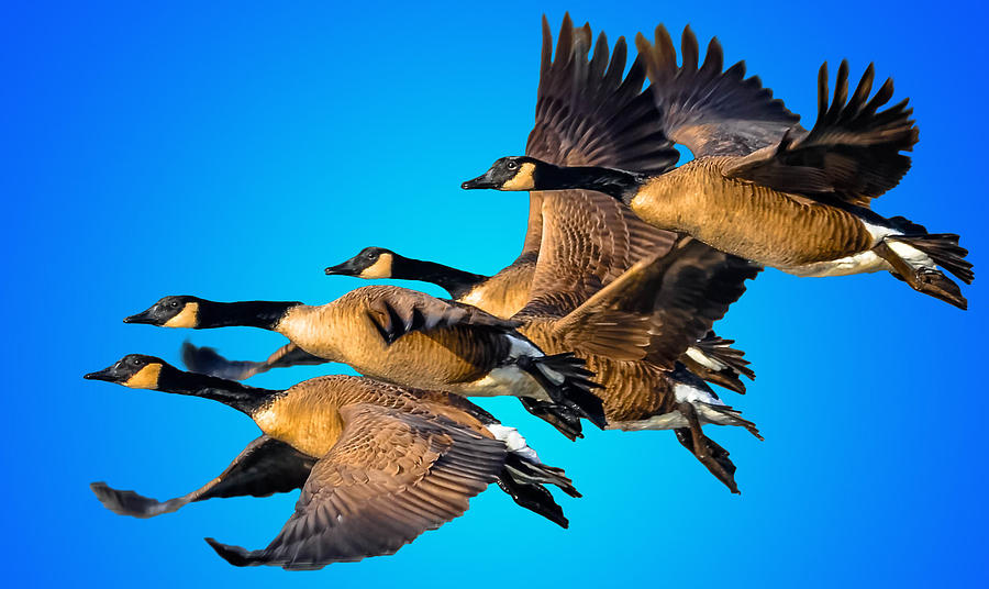 Bird Photograph - Formation Flight by Brian Stevens