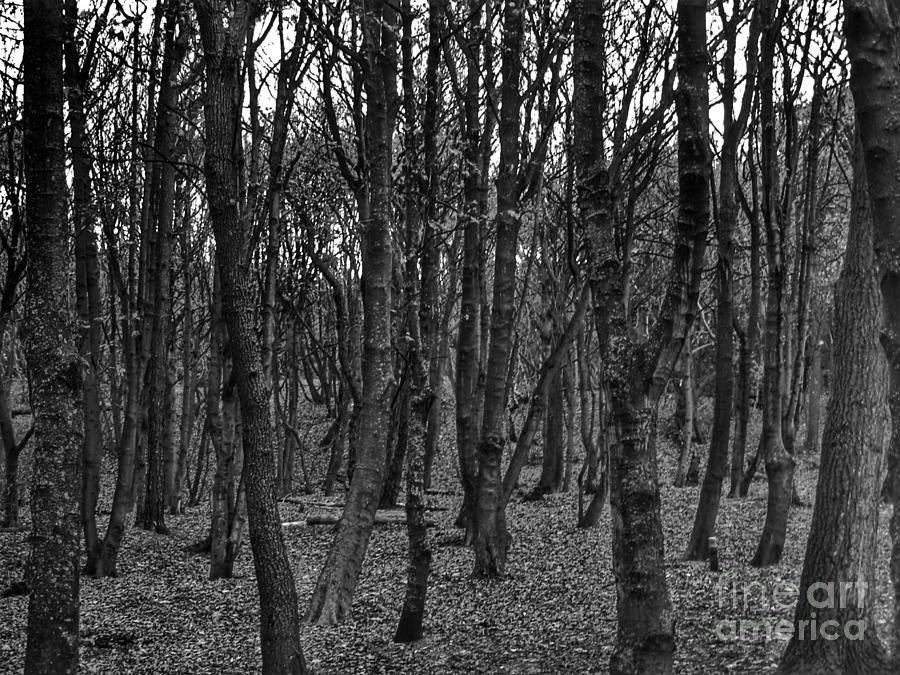 Formby Woods in Monochrome Photograph by Joan-Violet Stretch