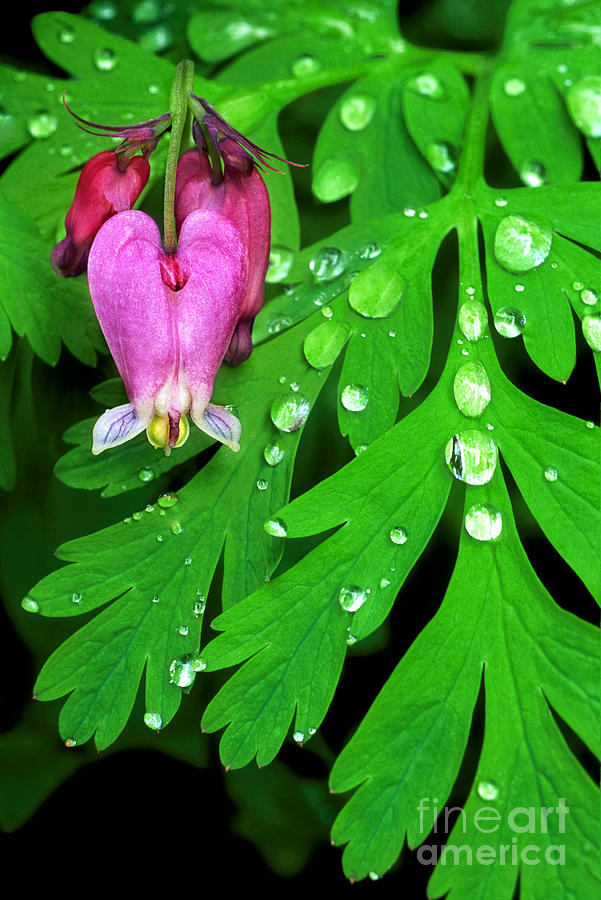 Formosa Bleeding Heart on Ferns Photograph by Dave Welling