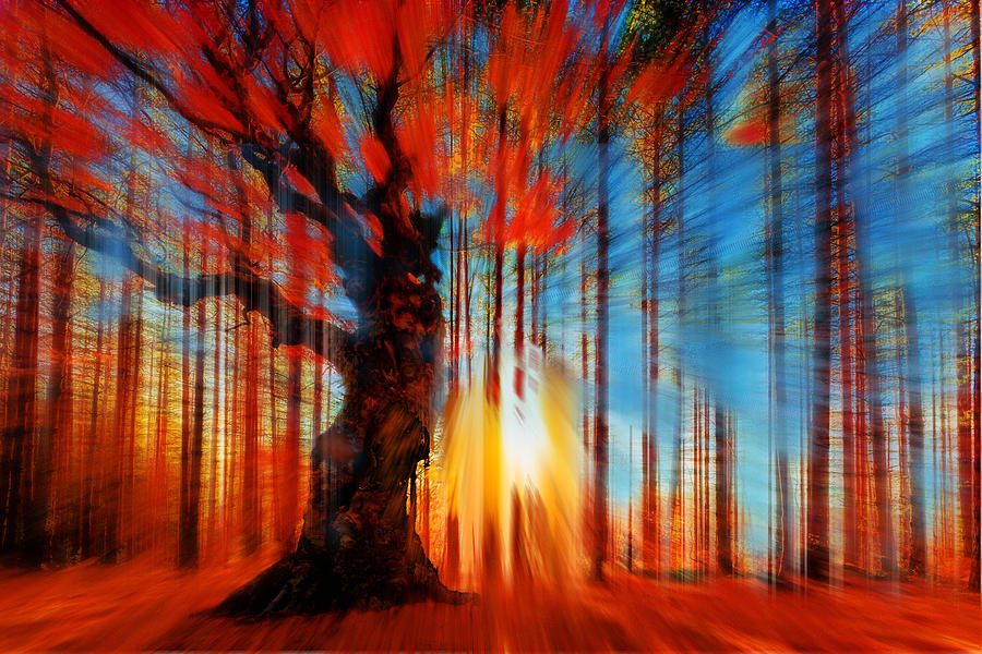 Forrest And Light Large Painting by Tony Rubino