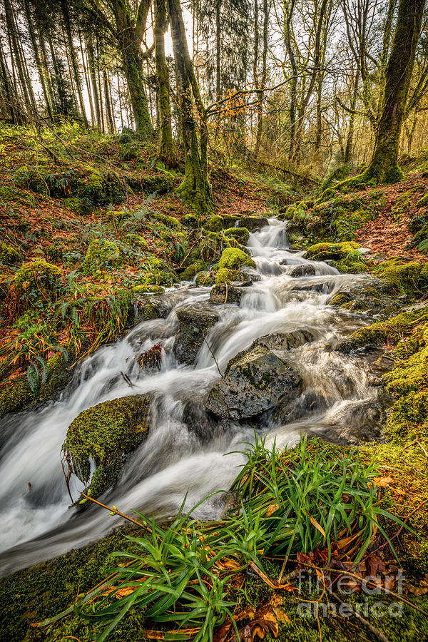Forest Stream Photograph by Adrian Evans