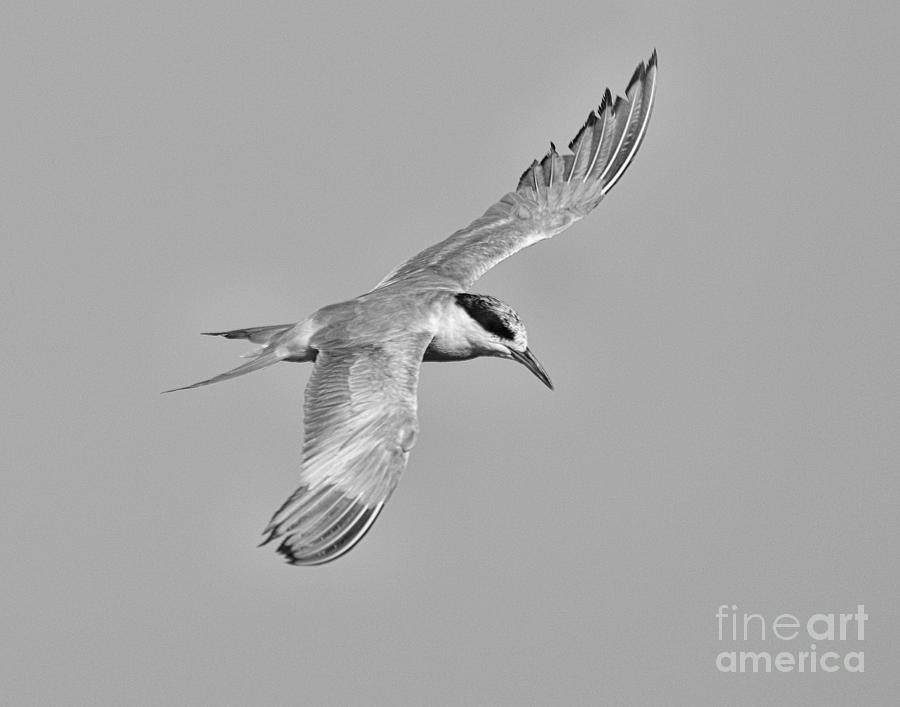 Forsters Tern Photograph by Dennis Hammer