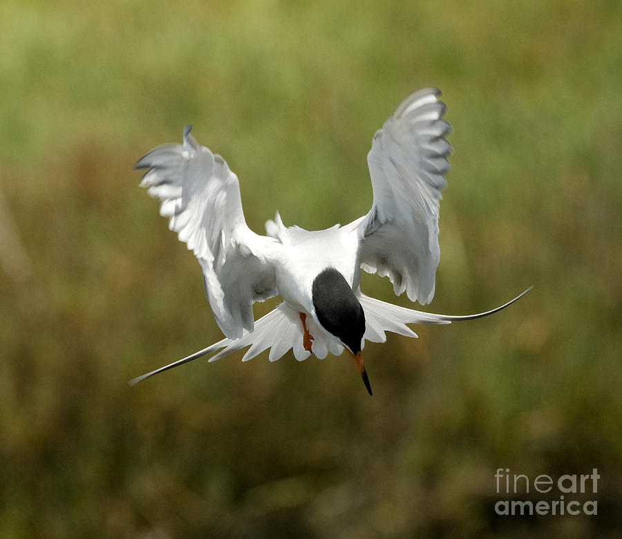 Wildlife Photograph - Forsters Tern by Fitzroy Barrett