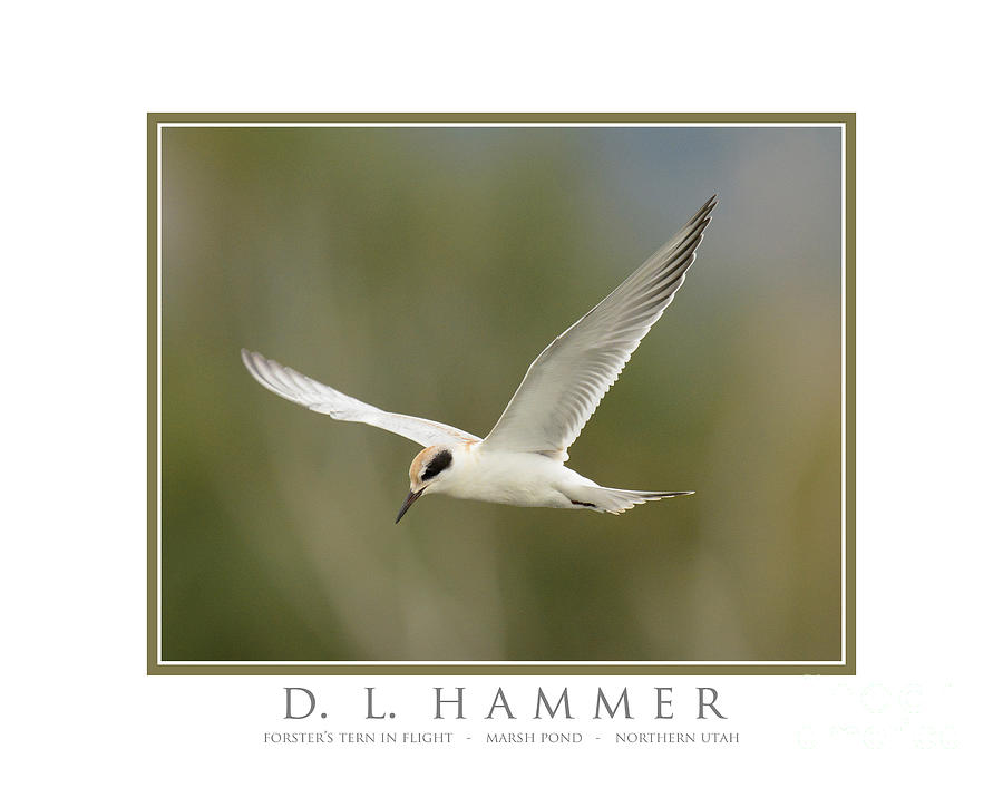 Forsters Tern in Flight Photograph by Dennis Hammer