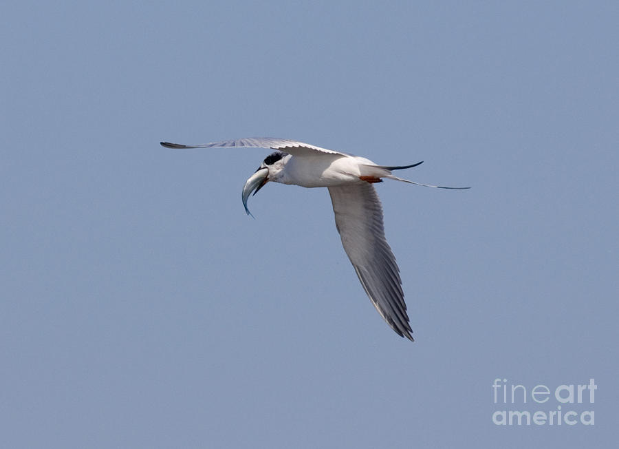 Forsters Tern In Flight With Fish Prey Photograph by Anthony Mercieca