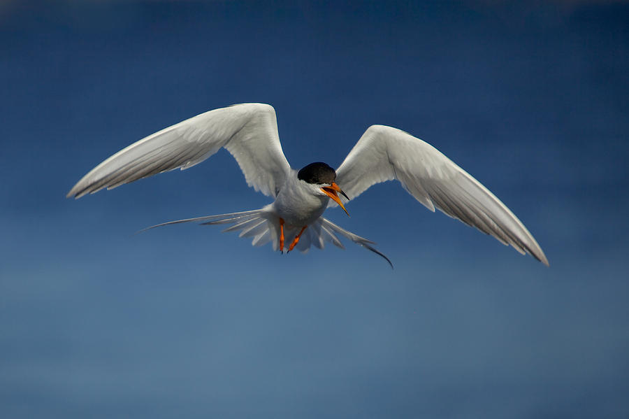 Forsters Tern Photograph By Julie Chen Pixels 5177