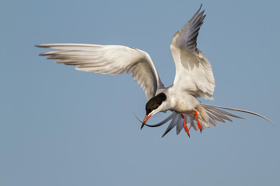 Forsters Tern On Flight Photograph By Mallardg500 Fine Art America 8248