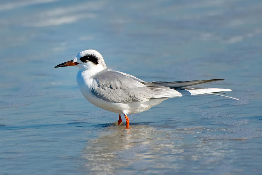 Forsters Tern Photograph By Richard Leighton Fine Art America 8035