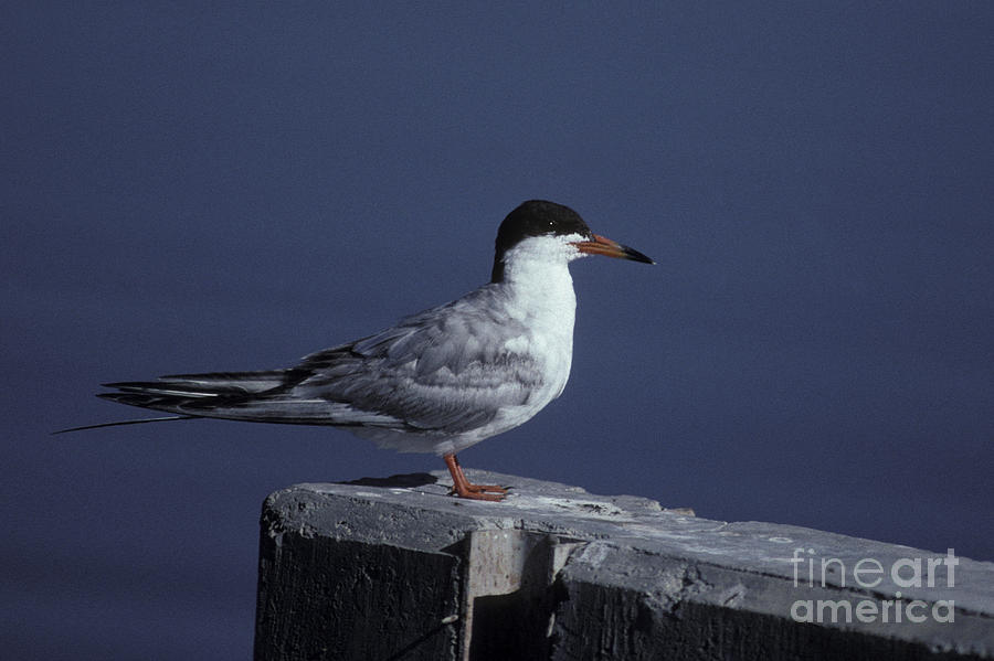 Forsters Tern Photograph By Ron Sanford Pixels 8575