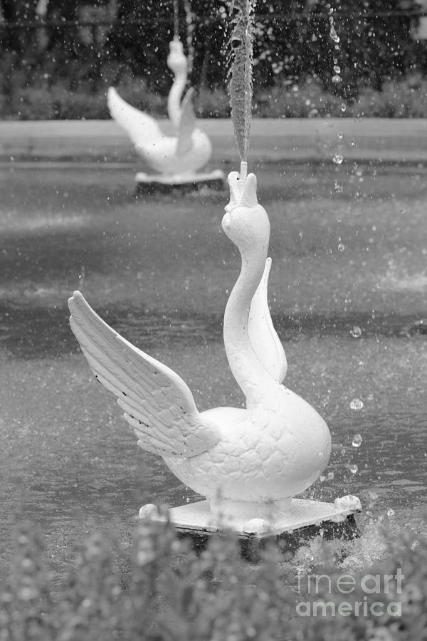 Black And White Photograph - Forsyth Park Fountain - Black and White 3 2X3 by Carol Groenen