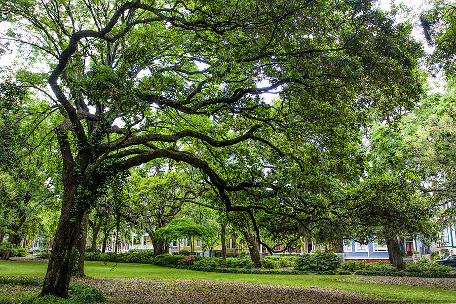 Forsythe Oak Photograph by Diana Powell