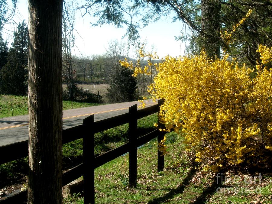 Forsythia Along the Highway Photograph by Kip DeVore