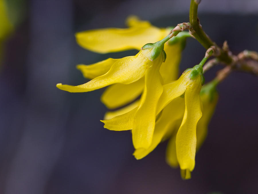 Forsythia Blossoms Photograph by Melinda Fawver