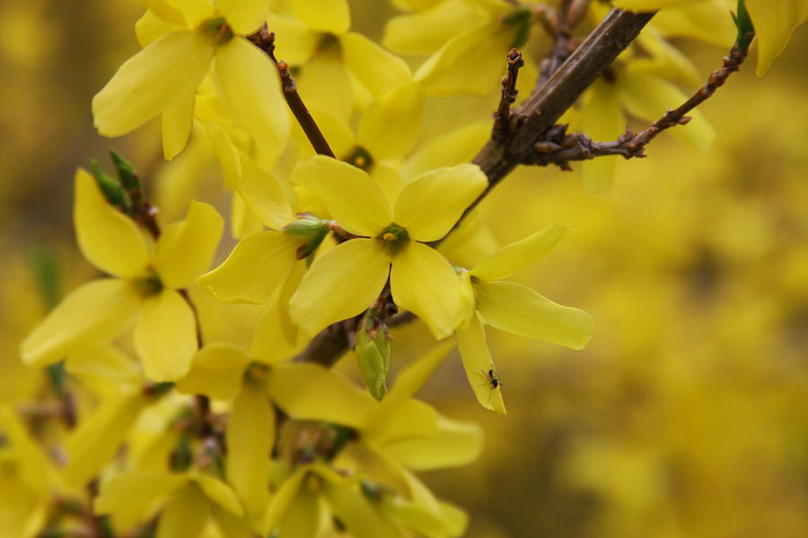 Forsythia Bush Photograph by Angie DeShong - Fine Art America