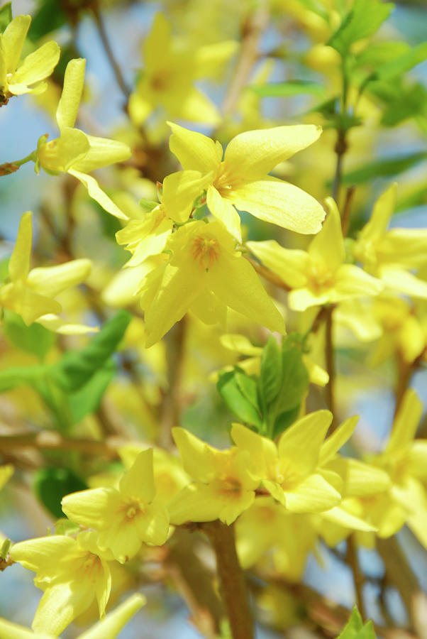 Forsythia Photograph by Cordelia Molloy/science Photo Library