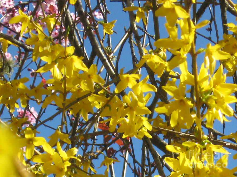 Spring Photograph - Forsythia Flowers against a Blue Sky by Ellen Miffitt