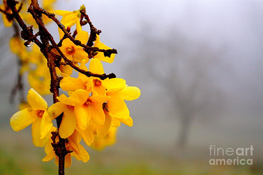 Spring Photograph - Forsythia in the Fog by Jay Nodianos