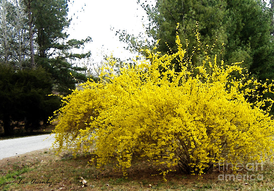 Forsythia Photograph by Lee Owenby