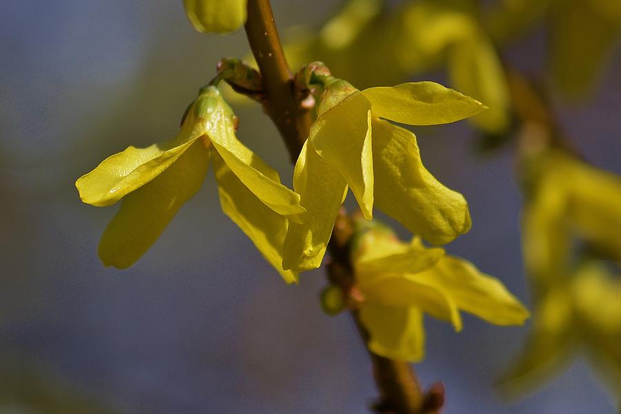 Flower Photograph - Forsythia by Lisa Kane Flower Photograph - Forsythia by Lisa Kane