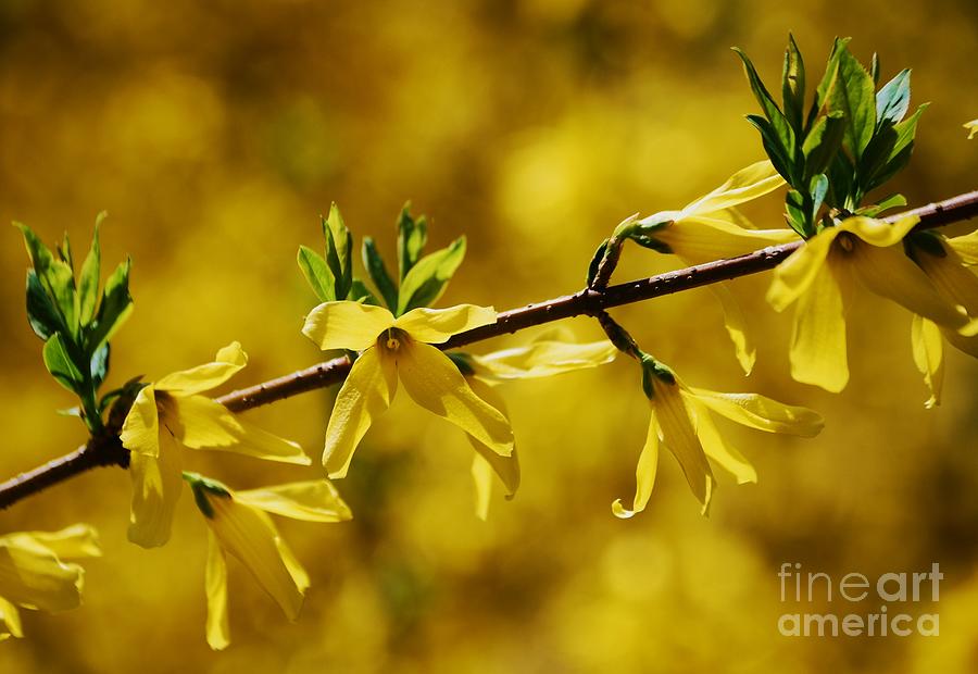 Forsythia, Heralds Of Spring Photograph by Marcus Dagan