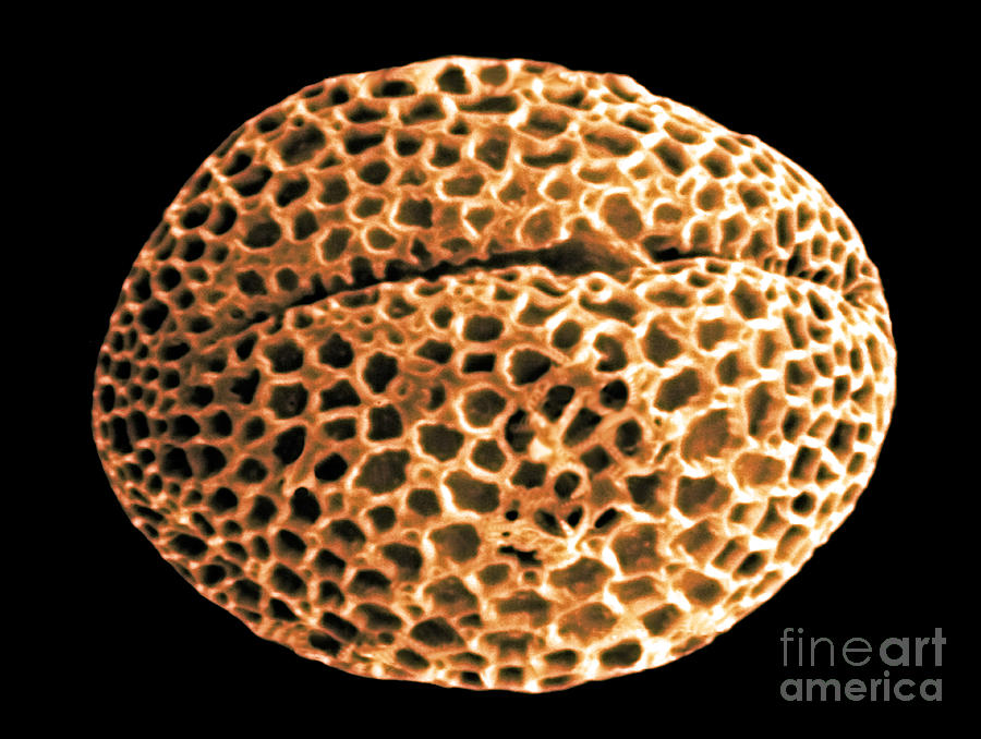 Forsythia Pollen Grains Photograph by Scott Camazine