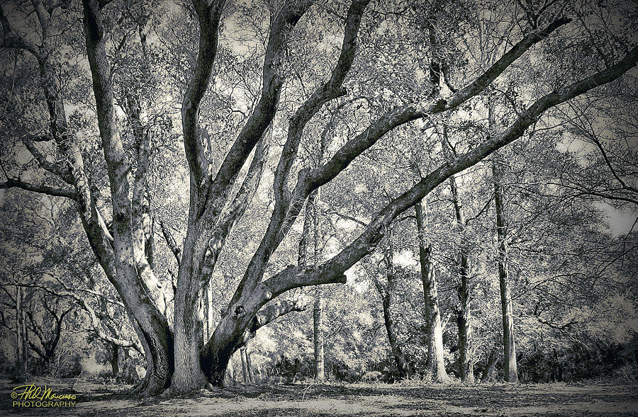 Fort Fisher Live Oak Photograph by Phil Mancuso