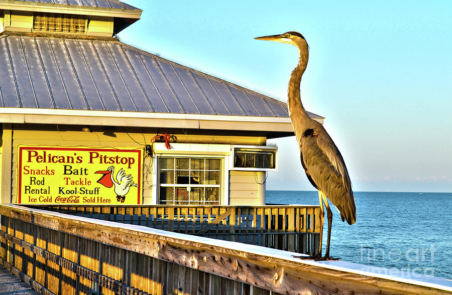 Fort Myers Beach Bird on Pier Photograph by Timothy Lowry