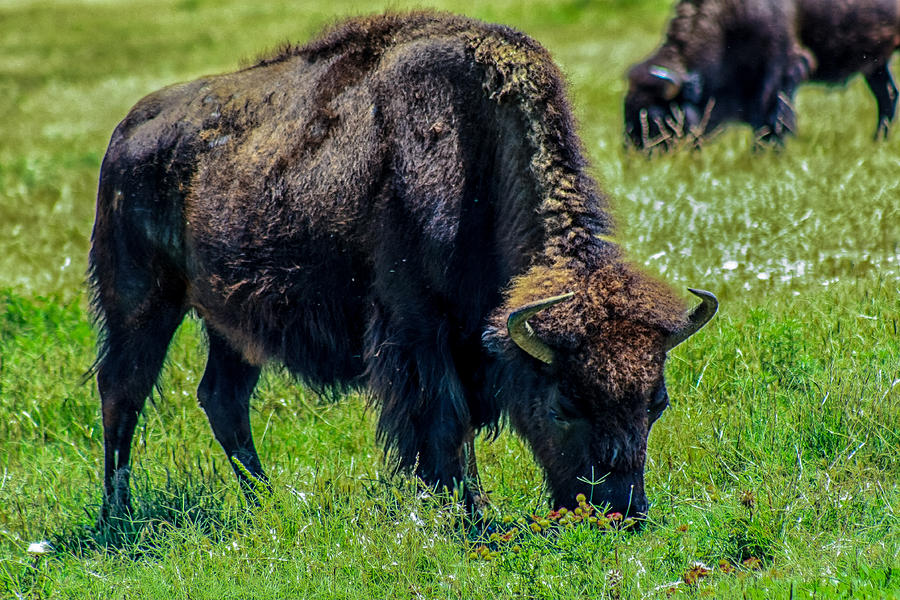 Fort Worth Bison Photograph by Toma Caul