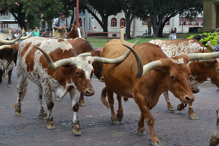 Fort Worth Stockyards Longhorn Cattle Photograph by Roy Erickson - Fine ...