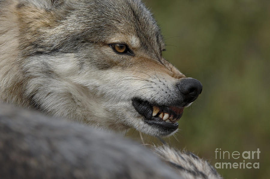 Wolves Photograph - Fortitude by Wildlife Fine Art