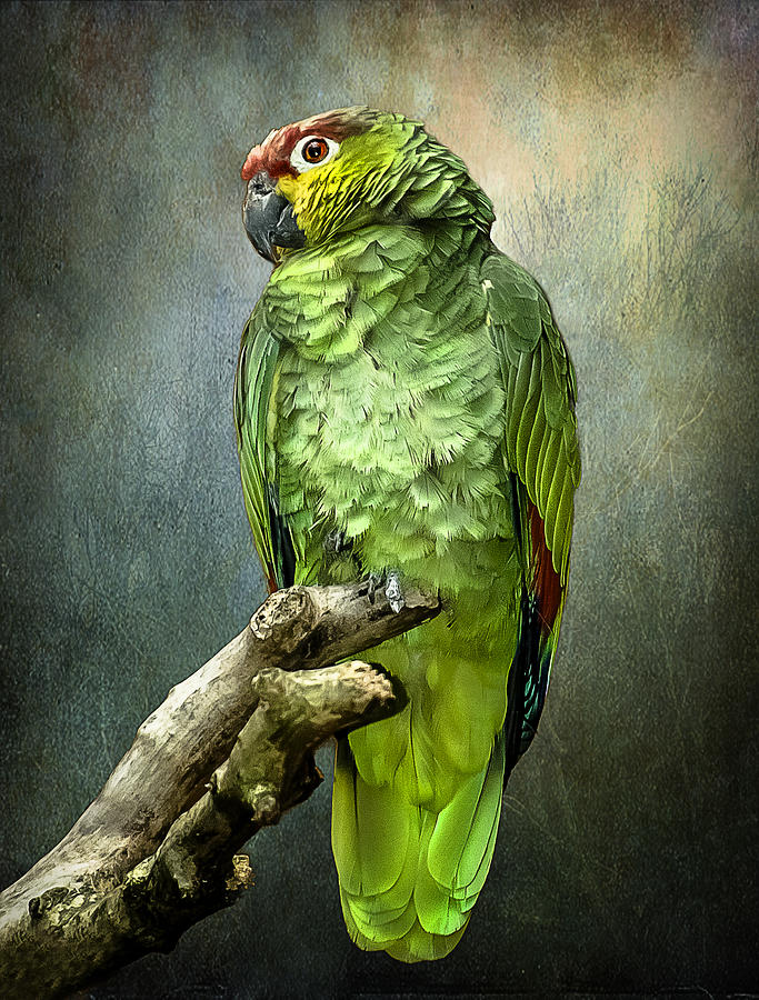 Parrot Photograph - Forty Shades of Green by Brian Tarr