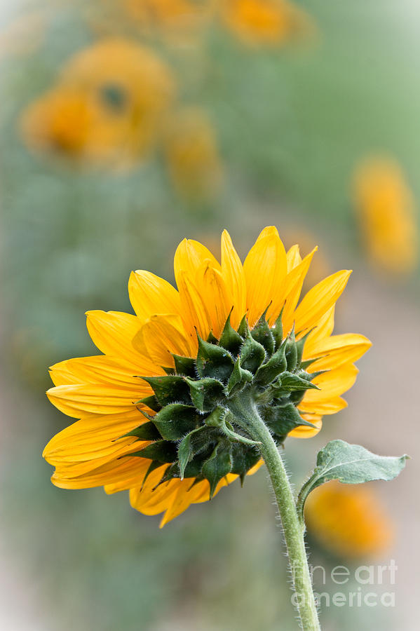 Forward Facing Sunflower Photograph by Cheryl Baxter