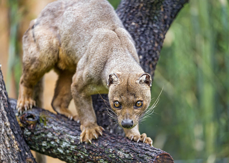 Fossa on the tree Photograph by Picture by Tambako the Jaguar