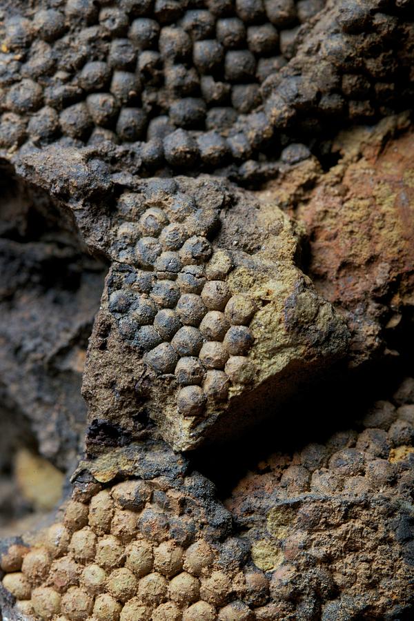 Fossil Algae Photograph by Sinclair Stammers - Fine Art America